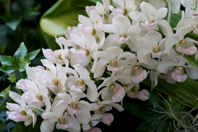 Обои картинки фото цветы, орхидеи, экзотика, ветка, белый