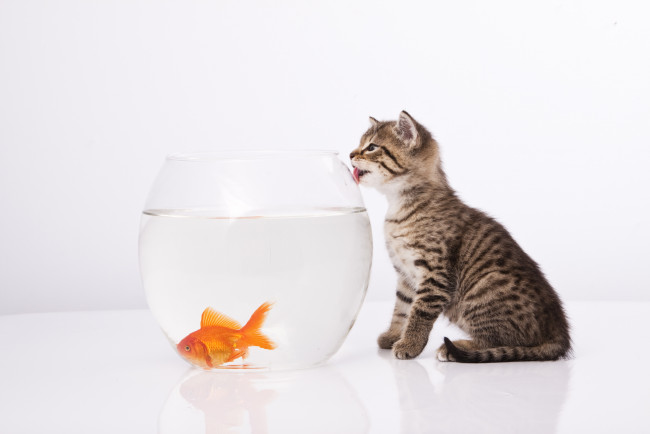 Обои картинки фото животные, разные, вместе, аквариум, рыбка, котёнок