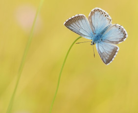 Картинка животные бабочки желтый фон голубая травинки бабочка