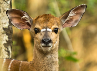 Картинка животные олени взгляд глаза ушки оленёнок