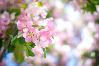 Картинка цветы цветущие+деревья+ +кустарники весна