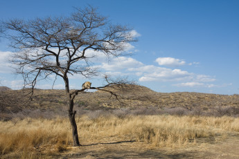 Картинка животные леопарды савана дерево