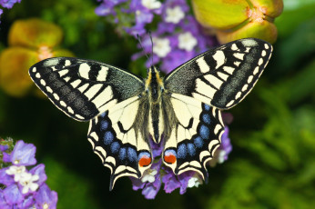 Картинка животные бабочки крылья