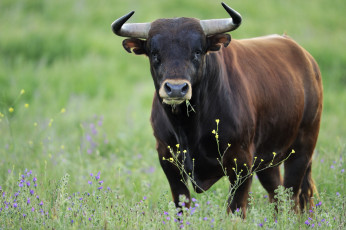 Картинка животные коровы +буйволы уверенность взгляд сила мощь бык
