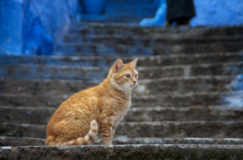 Картинка животные коты рыжий кошка ступени лестница