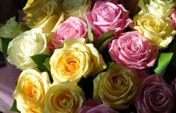 обоя цветы, розы, желтый, розовый