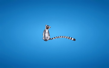 Картинка рисованные минимализм lemur полосатый лемур синий фон хвост