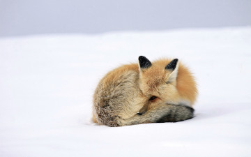 Картинка животные лисы сон