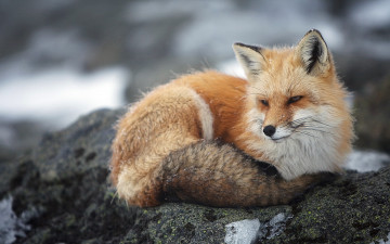 Картинка животные лисы взгляд