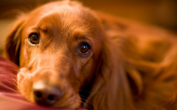 Картинка животные собаки собака рыжая взгляд ирландский сеттер охотничья