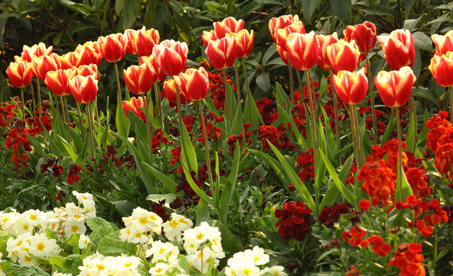 Обои картинки фото цветы, разные вместе, примулы, тюльпаны