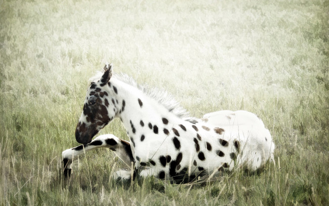 Обои картинки фото животные, лошади, природа, поле, конь