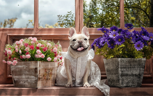 Обои картинки фото животные, собаки, терьер, цветы