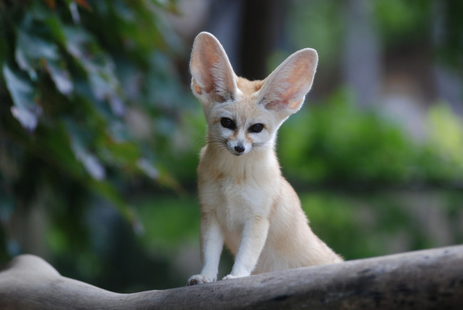 Обои картинки фото животные, лисы, fennec, fox, взгляд, мордочка, уши, фенек, лиса