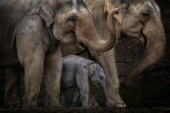 обоя животные, слоны, хоботы, большие, семья, слоненок