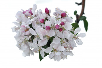 Картинка цветы цветущие+деревья+ +кустарники яблоня ветка цветение весна белый фон