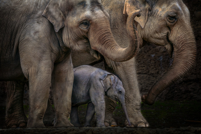 Обои картинки фото животные, слоны, хоботы, большие, семья, слоненок