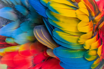 обоя разное, перья, попугай, разноцветные