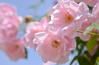Картинка цветы розы розовый макро нежность