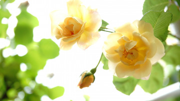 Картинка цветы розы роза желтый макро бутон