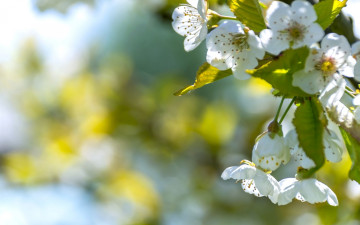 Картинка цветы сакура +вишня вишня макро весна