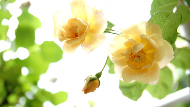Обои картинки фото цветы, розы, роза, желтый, макро, бутон