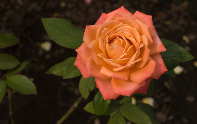 Обои картинки фото цветы, розы, роза, лепестки, оранжевый