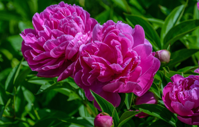 Обои картинки фото цветы, пионы, розовый, макро