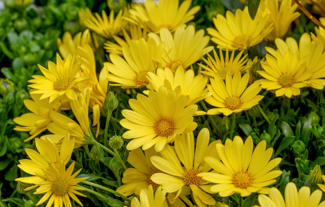 Обои картинки фото цветы, диморфотеки, желтый, макро, ромашка