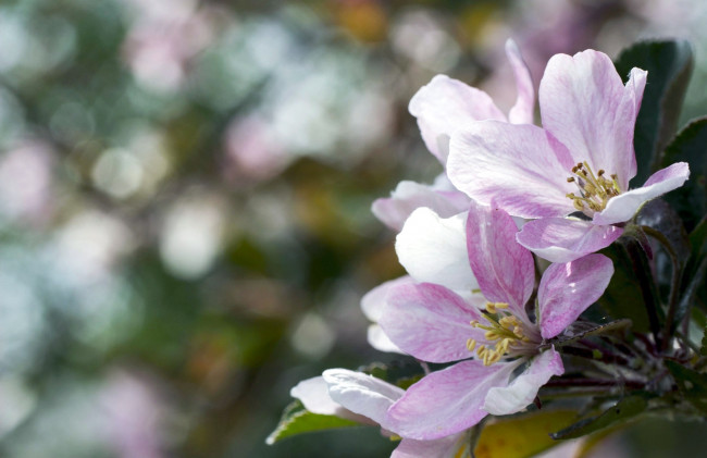 Обои картинки фото цветы, цветущие деревья ,  кустарники, весна, яблоня, макро