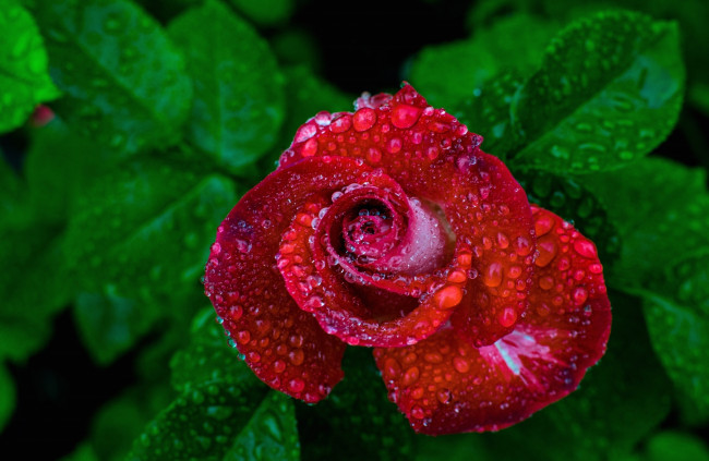 Обои картинки фото цветы, розы, роза, бутон, дождь, капли
