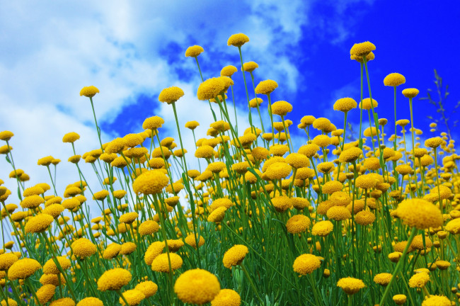 Обои картинки фото цветы, луговые , полевые,  цветы, лето, небо, луг
