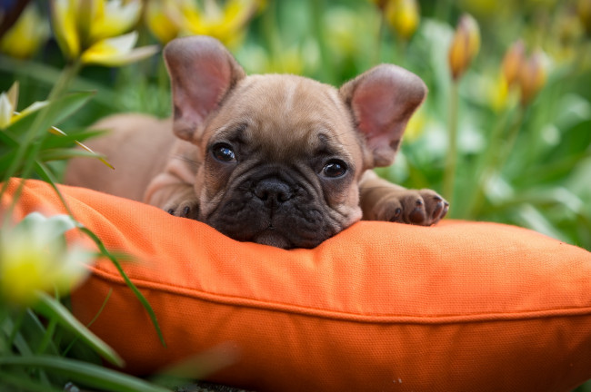 Обои картинки фото животные, собаки, французский, бульдог, щенок, подушка, трава