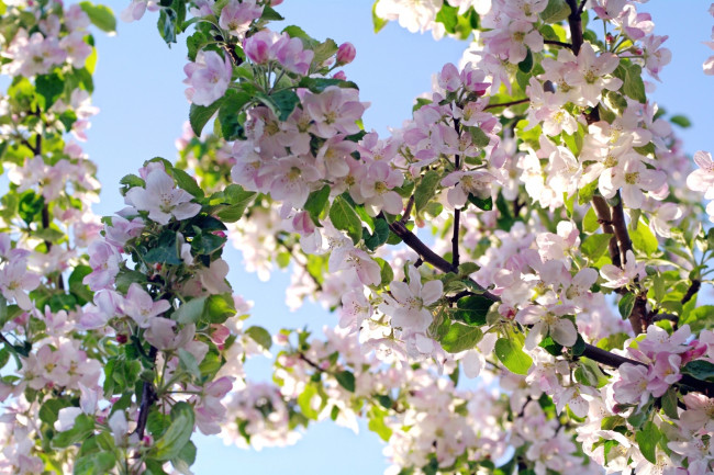 Обои картинки фото цветы, цветущие деревья ,  кустарники, весна, дерево, яблоня, ветки
