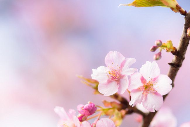 Обои картинки фото цветы, сакура,  вишня, ветка, весна, вишня