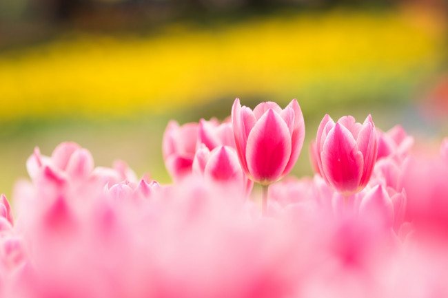 Обои картинки фото цветы, тюльпаны, весна, пестрый