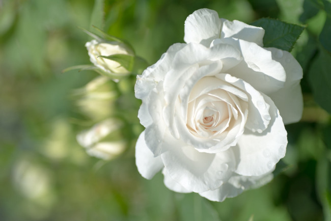 Обои картинки фото цветы, розы, роза, белый, бутон
