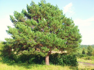 Картинка кедр природа деревья дерево