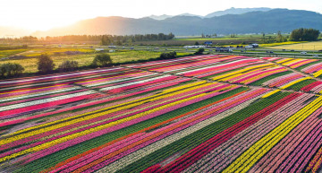 Картинка природа поля тюльпаны