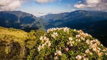 Картинка природа горы весна пейзаж высота куст вид свет облака рододендроны цветы небо зелень обзор цветение тени утро