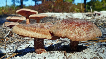 Картинка природа грибы семейка