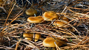 Картинка природа грибы шляпки желтые