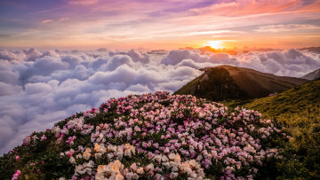 Картинка природа восходы закаты пейзаж холмы рассвет облака солнце небо рододендроны горы кусты цветы цветение склон утро весна сказка вид туман