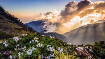 Картинка природа восходы закаты туман цветение солнечно дымка весна красиво высота цветы облака лучи вид солнце холмы утро небо горы рододендроны кусты