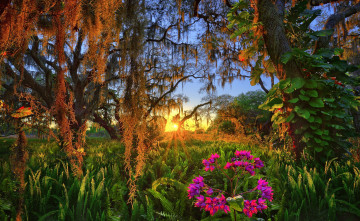 Картинка природа восходы закаты папоротник закат деревья цветок флорида