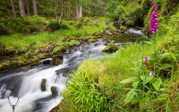 Картинка природа реки озера зелень лес лето трава деревья цветы ручей камни мох
