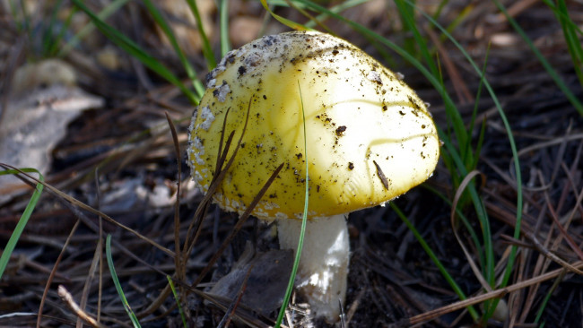 Обои картинки фото природа, грибы,  мухомор, шляпка