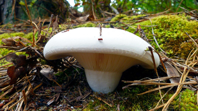 Обои картинки фото природа, грибы, шляпка, гриб, иголки, мох