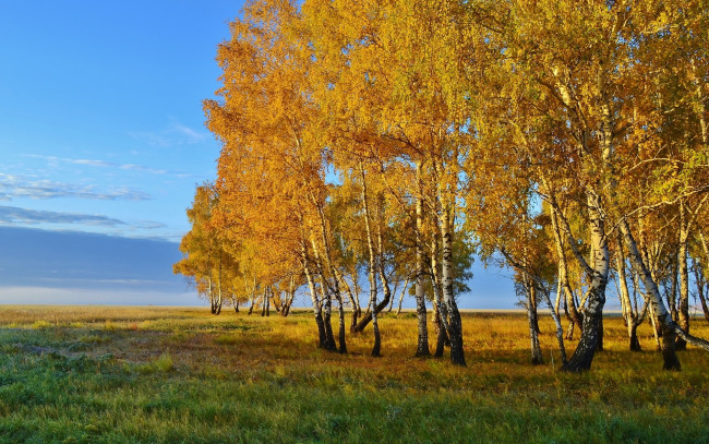Обои картинки фото природа, деревья, осень, березы, трава, небо