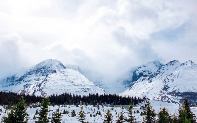 Обои картинки фото природа, горы, елки, вершины, снег, туман